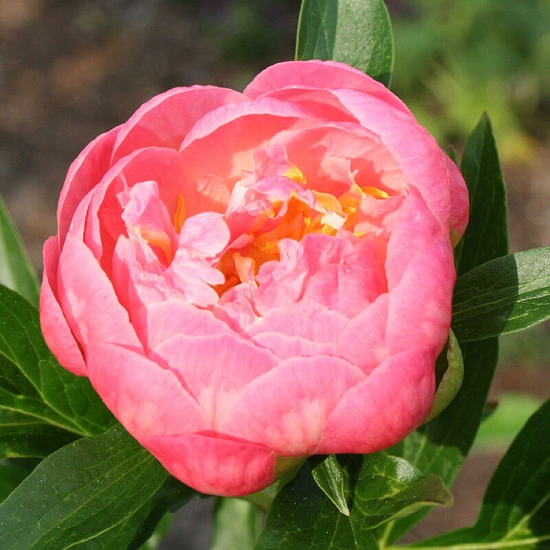 ПИОН Hawaii coral