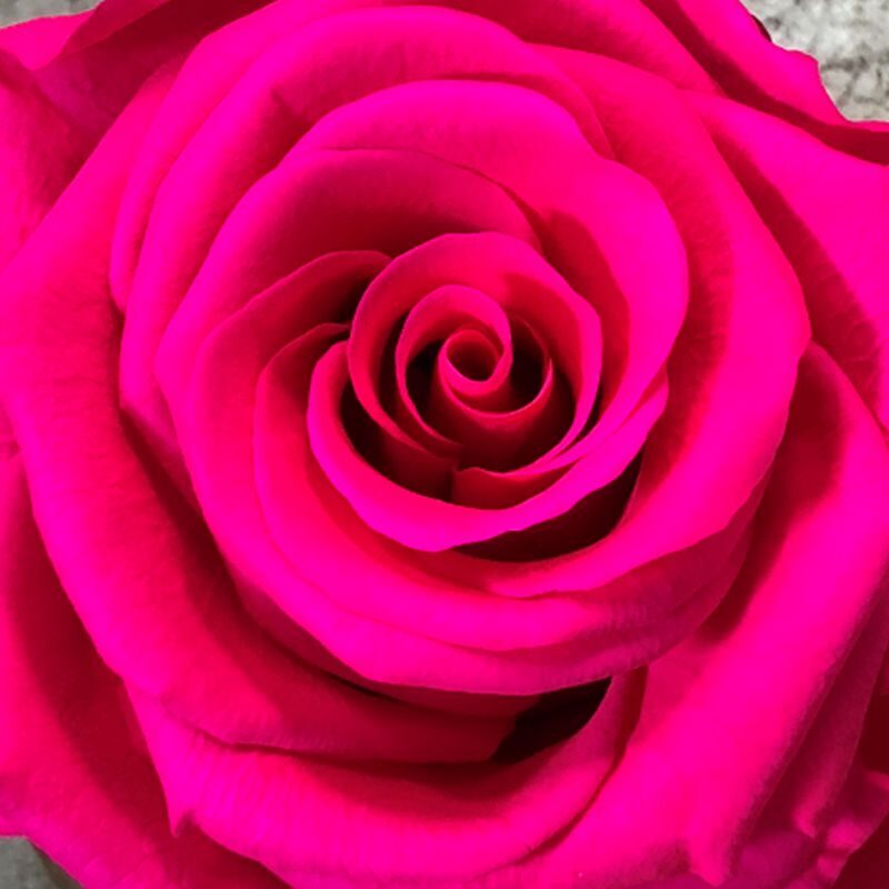 Fucsia